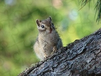 Chipmunk, Wiewiórka, Drzewo