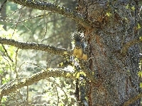 Wiewiórka, Drzewo