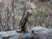 Ziemna, Chipmunk, Wiewiórka, Gałązki