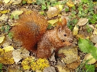 Wiewiórka, Liście