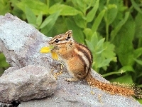 Ziemna, Chipmunk, Wiewiórka, Skała