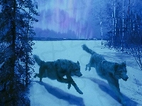 Wilki, Zima, Las, Śnieg
