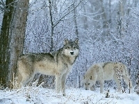 Wilki