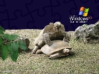 Windows, Żółwie