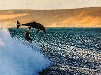 Windsurfing, Fala, Delfin