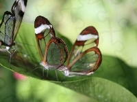 Wings Zielone, Motyle, Glass, Liście