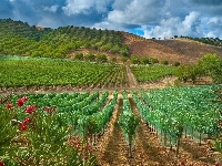 Krzewy, Winnica, Winogrona