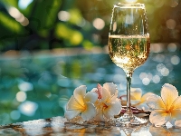 Kompozycja, Wino, Kieliszek, Plumeria, Kwiaty