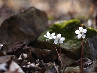 Ranniki, Wiosenne, Kwiatki, Eranthis byunsanensis