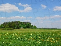 Łąka, Wiosna, Drzewa