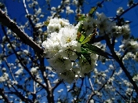 Kwitnąca, Wiosna, Jabłoń
