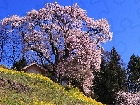 Kwitnące, Wiosna, Drzewa