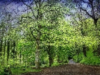 Las, Wiosna, Dróżki
