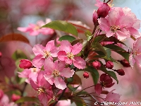 Różowe, Jabłoń, Kwiaty, Wiosna, Drzewo owocowe