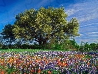 Wiosna, Dąb, Teksas, Kwiaty