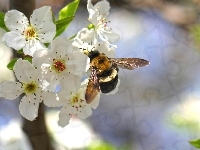 Wiśni, Białe, Kwiaty, Pszczoła