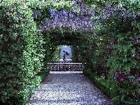 Wisteria, Park, Kwitnąca, Posąg