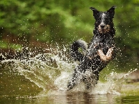 Skok, Woda, Australian cattle dog