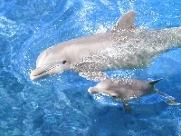Białe, Woda, Delfiny