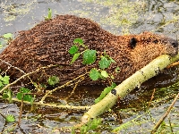 Woda, Gałąź, Bóbr
