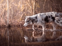 Woda, Pies, Border collie, Krzewy