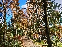 Woda, Droga, Drzewa, Jesień