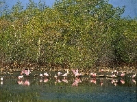 woda, Flamingi, drzewa, jezioro