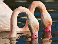Woda, Głowy, Flamingi