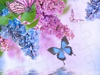 Woda, Bzy, Motylki, Grafika 2D