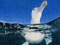 Woda, Błękitne, Niebo, Albatros