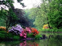Woda, Wiosna, Park, Rododendrony