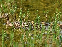 Woda, Kaczki, Stadko, Roślinki