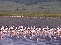 woda, Flamingi, stado, jezioro