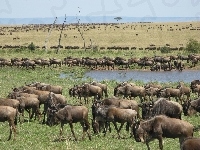 Woda, Gnu, Serengeti, Antylopy, Trawa, Migracja