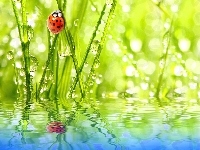 Woda, Biedronka, Trawy, Bokeh