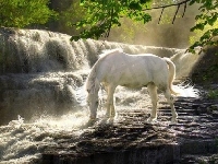 Wodospad, Pragnienie, Koń, Biały, Las