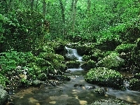 Kamienie, Wodospad, Las