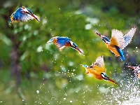 Krople, Ptaki, Kolibry, Wody