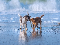 Fala, Morze, Kij, Psy, Springer spaniel angielski, Zabawa, Dwa, Working cocker spaniel
