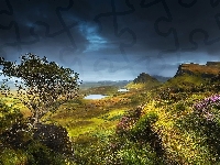 Drzewo, Wzgórza, Jezioro, Wrzos