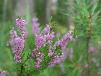 Wrzos, Różowy, Gałązka