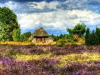 Pustać Lüneburska, Dom, Niemcy, Lüneburg Heath, Wrzosowisko