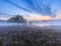 Wrzosowisko, Mgła, Drzewa, Jesień, Pole, Wrzos