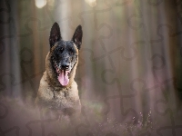 Wrzosy, Pies, Jęzor, Tło
, Mordka, Owczarek belgijski malinois, Rozmyte