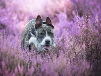 Wrzosy, Amstaff, Pies
