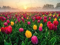 Pole, Tulipany, Kwiaty, Wschód słońca, Drzewa