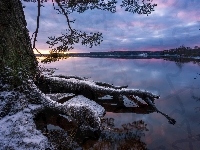 Wschód Słońca, Korzenie, Zima, Jezioro, Drzewo