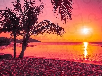 Palmy, Wschód słońca, Morze, Plaża
