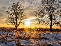 Wschód słońca, Zima, Drzewa