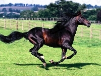 Koń, Wspaniały, Galop